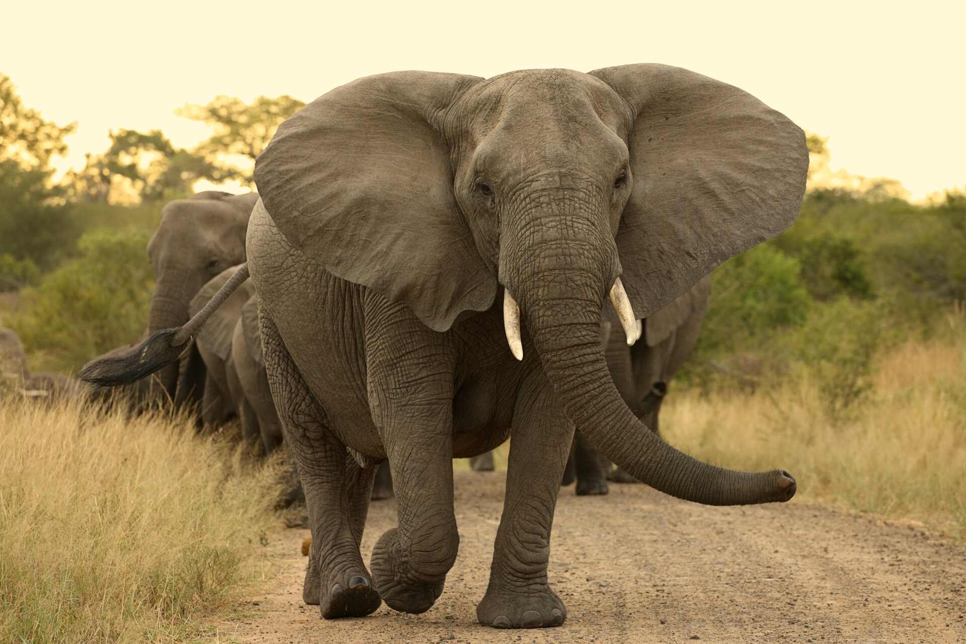 Kruger tours