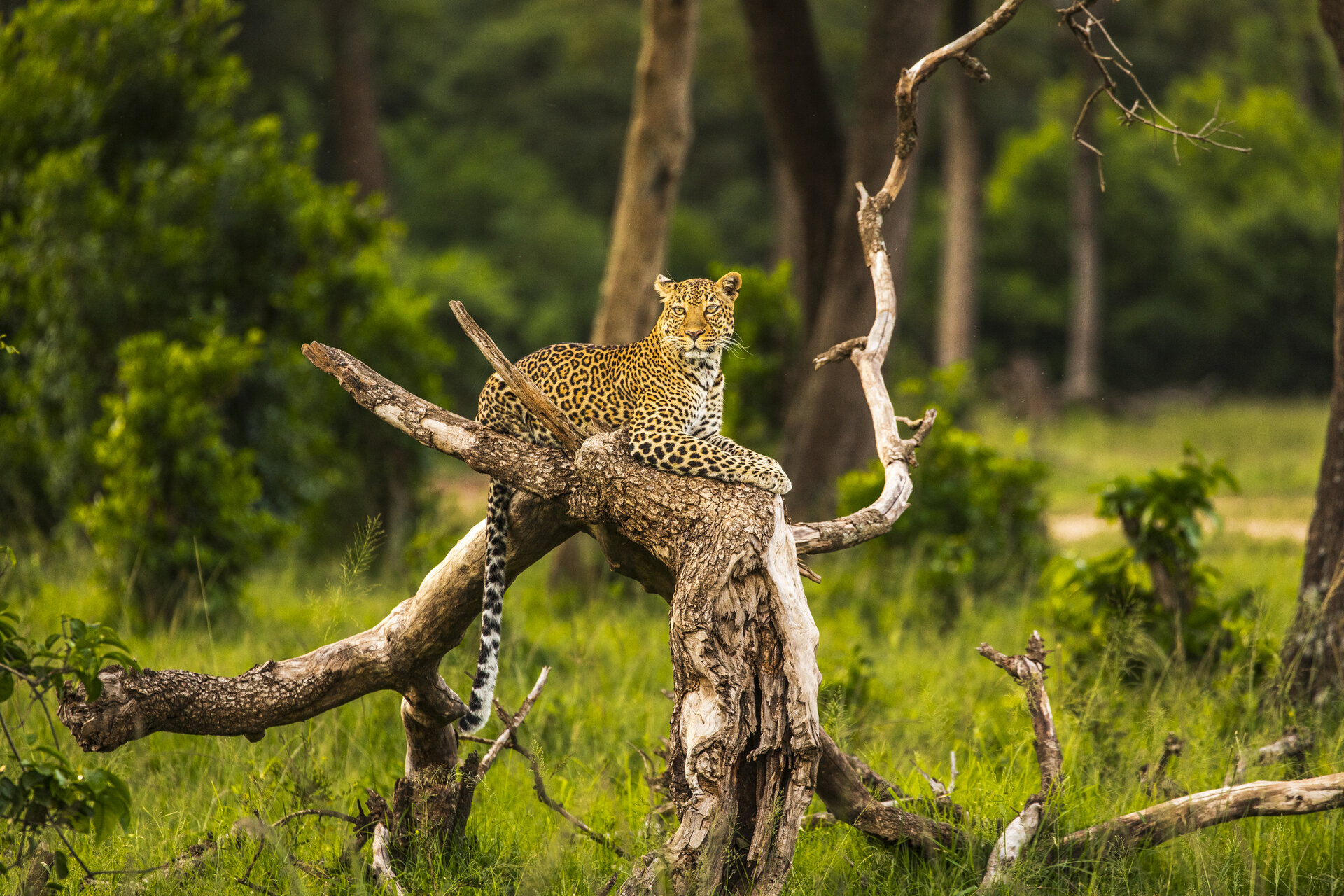 Sabi Sands tours