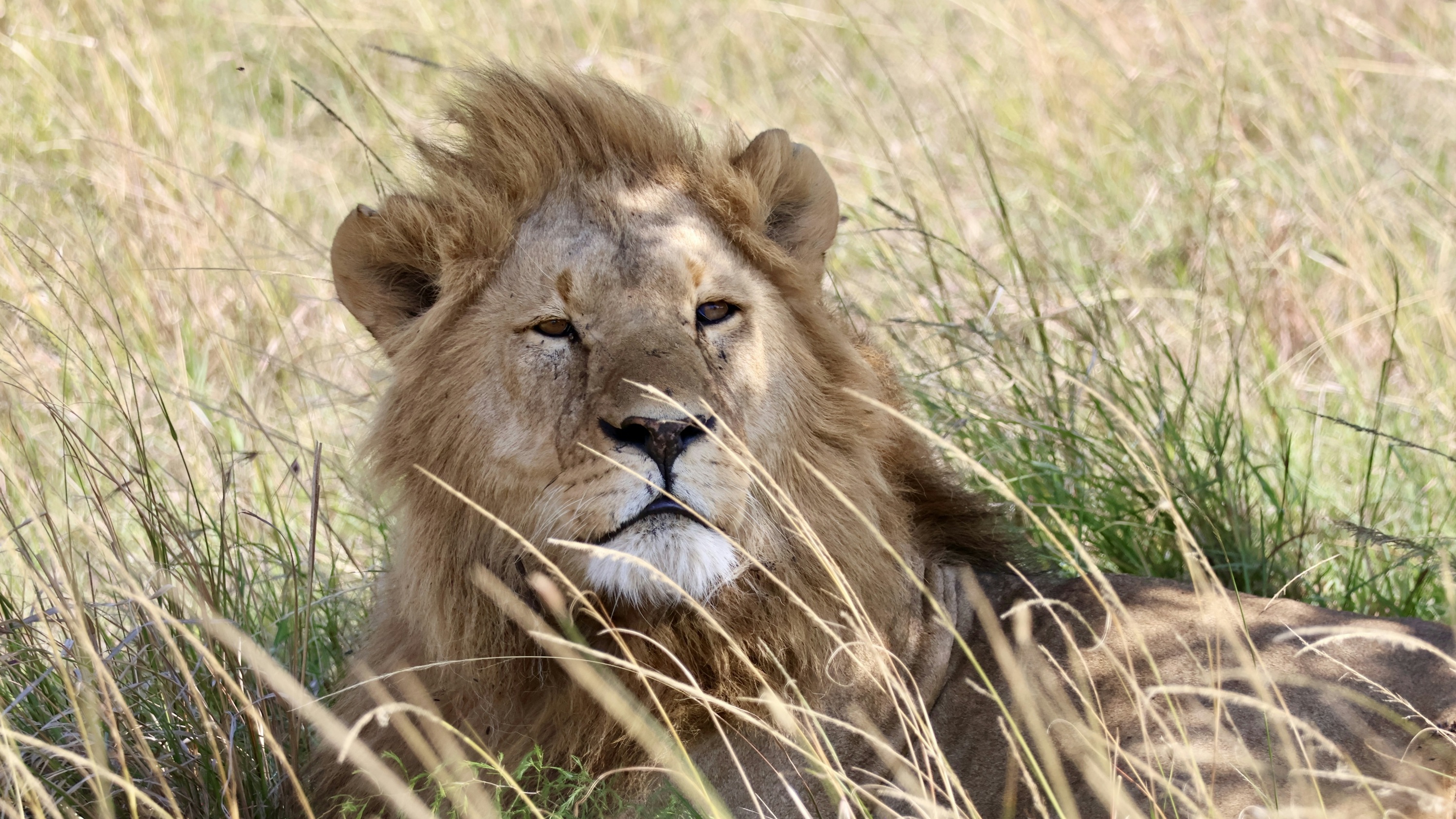 Majestic African lion at golden hour