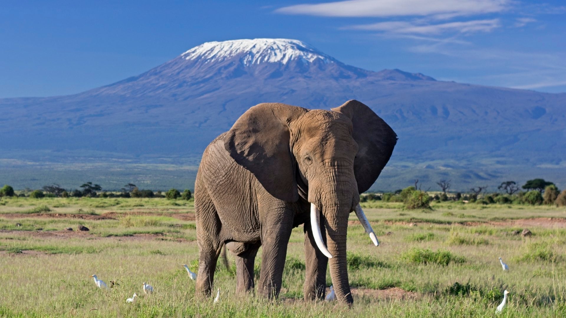 Amboseli National Park Guide 2025: Elephants & Kilimanjaro Views