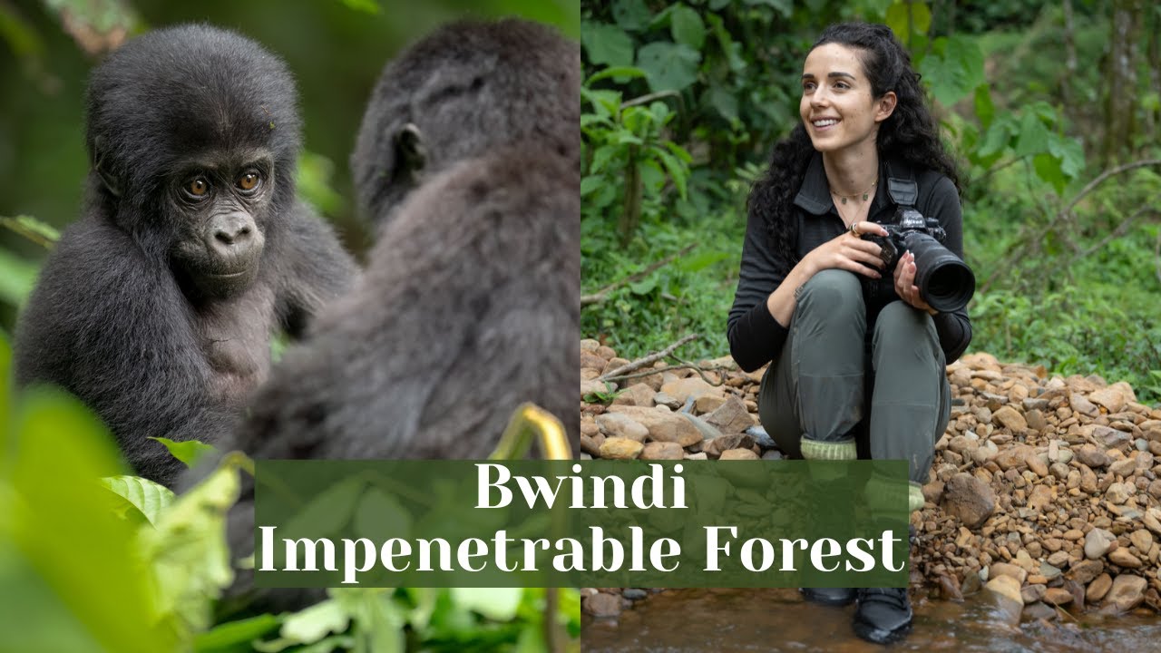 Bwindi Gorilla Trekking Guide 2025: Everything You Need to Know