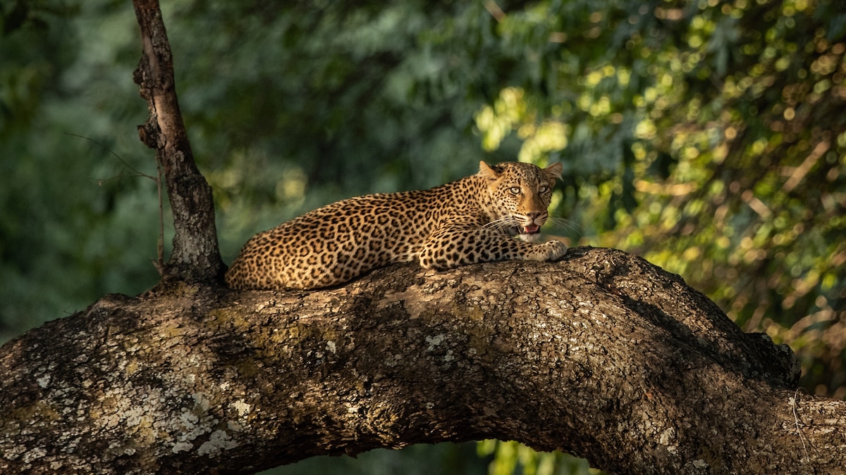 Zambia Safari Guide 2025: South Luangwa, Lower Zambezi & Kafue