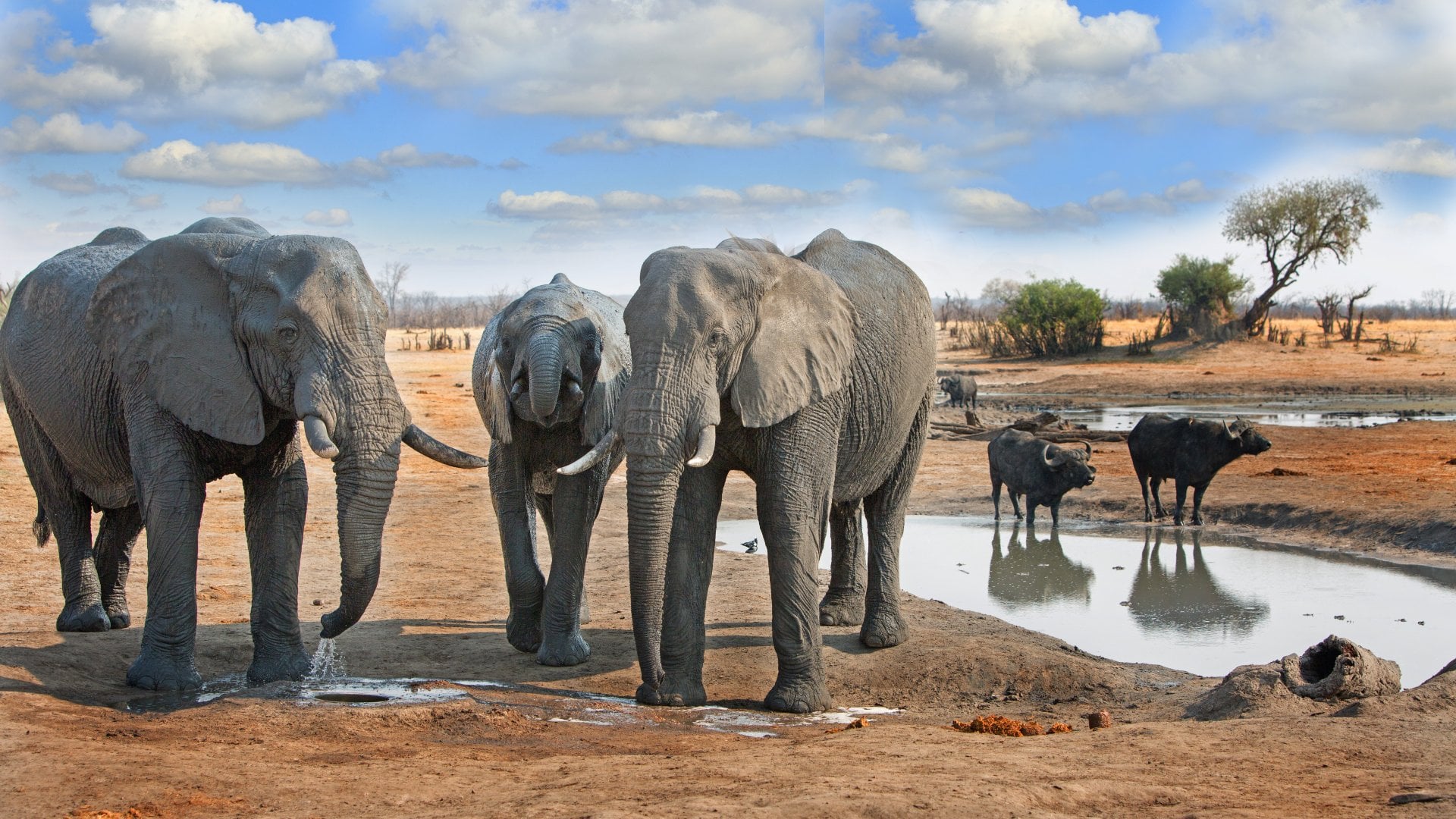 Zimbabwe Safari Guide 2025: Hwange, Mana Pools & Victoria Falls